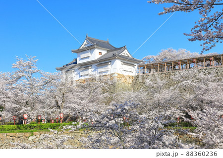 【岡山県】快晴下の津山城の満開桜(備中櫓) 【岡山県】快晴下の津山城の満開桜(備中櫓) 88360236