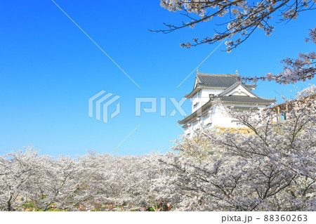 【岡山県】快晴下の津山城の満開桜（備中櫓） 88360263