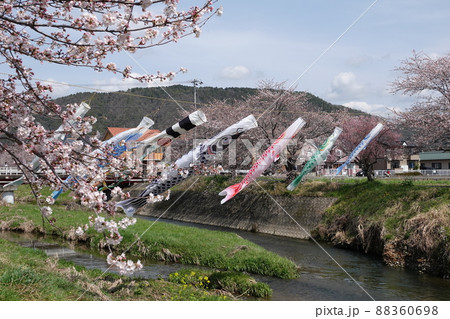 岐阜の桜咲く板屋川の鯉のぼり 88360698