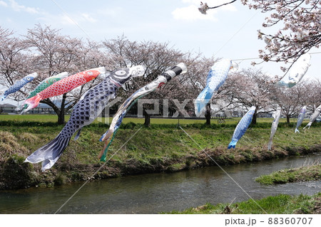 岐阜の桜咲く板屋川の鯉のぼり 88360707