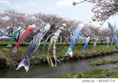 岐阜の桜咲く板屋川の鯉のぼり 88360714