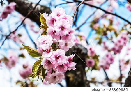 春の松前公園 北海道 春の松前公園 北海道 88360886