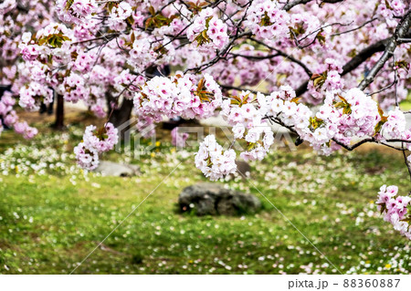 春の松前公園 北海道 春の松前公園 北海道 88360887