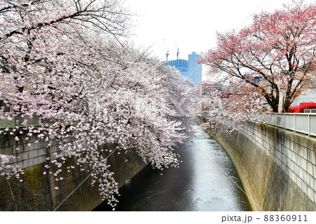 新開橋／神田川より上流方向を望む(東京都新宿区)【2022.3】 88360911