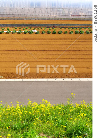 江戸川土手から見る耕作された野菜畑と新しい道と土手に咲く菜の花 88361269