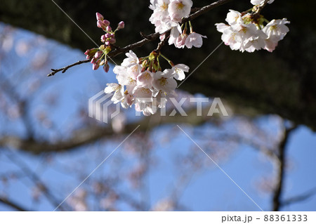 可憐な桜の花 可憐な桜の花 88361333