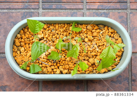 桜の挿し木 桜の挿し木 88361334