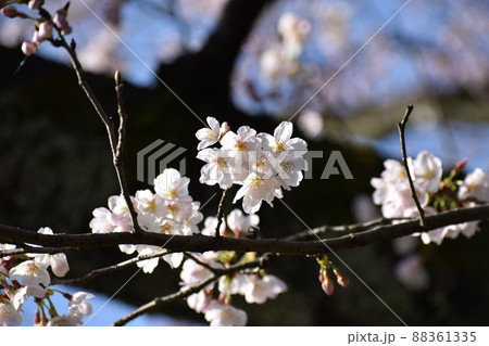 可憐な桜の花 88361335