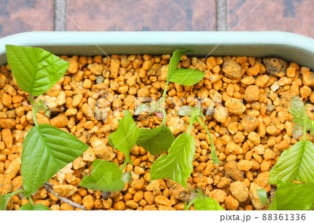 桜の挿し木 桜の挿し木 88361336