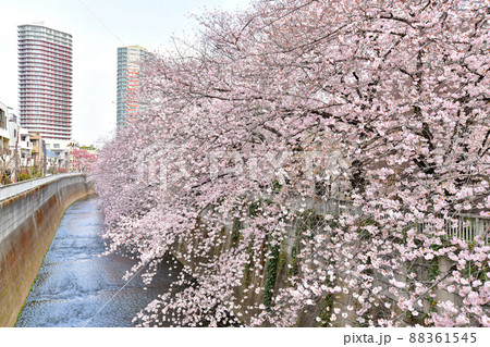 柏橋／神田川より下流方向を望む(東京都新宿区)【2022.3】 88361545