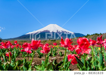 山梨県 富士山とチューリップ ~山中湖花の都公園~ 山梨県 富士山とチューリップ ~山中湖花の都公園~ 88361639