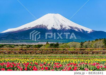 山梨県　富士山とチューリップ　～山中湖花の都公園～ 88361641