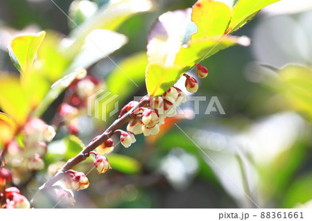 小さな柃（ヒサカキ）の花 88361661