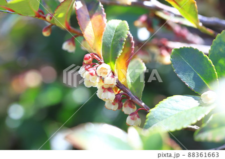 小さな柃(ヒサカキ)の花 小さな柃(ヒサカキ)の花 88361663