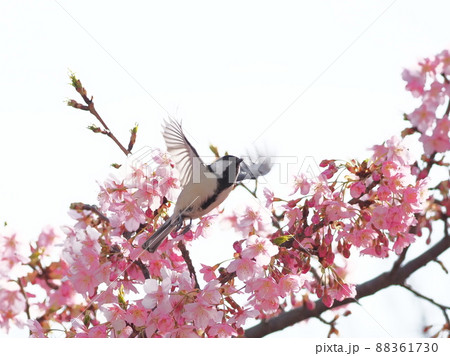 野鳥　河津桜とシジュウカラ 88361730