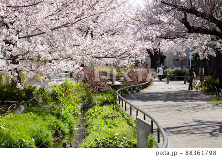 北沢川緑道の桜 88361798