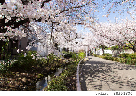 北沢川緑道の桜 88361800