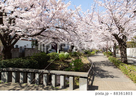 北沢川緑道の桜 88361803