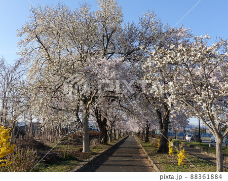 満開の桜　さくら　サクラ　まほろばの緑道 88361884