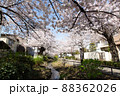 北沢川緑道の桜 88362026