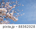 桜と青空 88362028