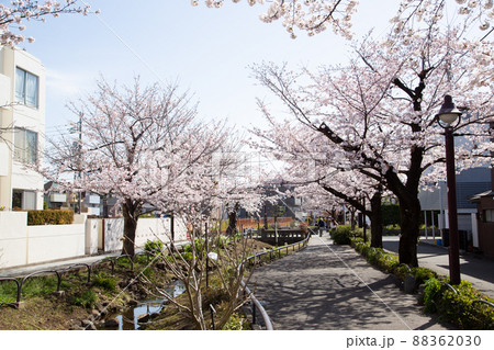 北沢川緑道の桜 北沢川緑道の桜 88362030