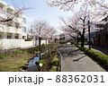 北沢川緑道の桜 88362031