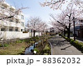 北沢川緑道の桜 88362032