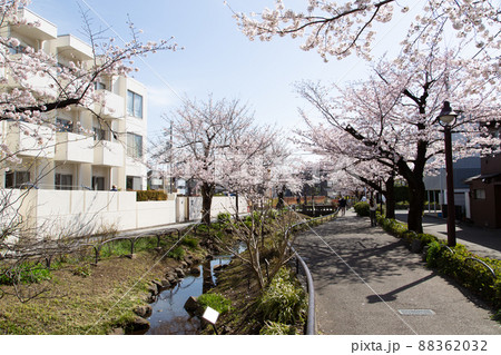 北沢川緑道の桜 北沢川緑道の桜 88362032