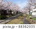 北沢川緑道の桜 88362035