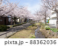 北沢川緑道の桜 88362036