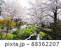 北沢川緑道の桜 88362207