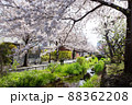 北沢川緑道の桜 88362208