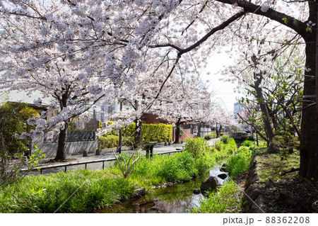 北沢川緑道の桜 88362208