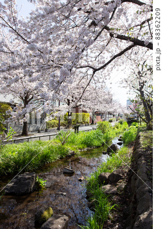 北沢川緑道の桜 88362209