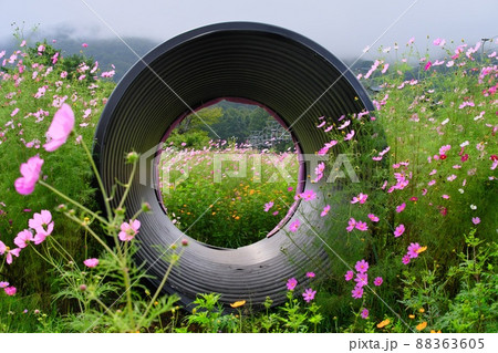 初秋信州黒姫高原のコスモス撮影スポット 88363605
