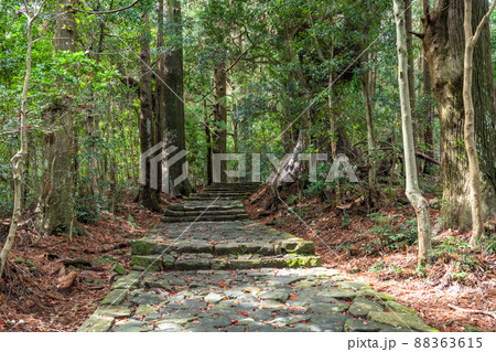 《和歌山県》熊野古道・大門坂 《和歌山県》熊野古道・大門坂 88363615