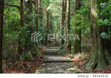 《和歌山県》熊野古道・大門坂 88363616