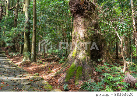 《和歌山県》熊野古道・大門坂 88363620