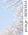 桜吹雪 88363814