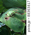 葉っぱにのるカエルの子供 88363817
