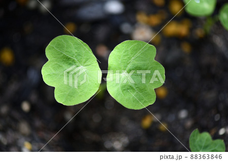 キンレンカ（金蓮花）の芽生え 88363846