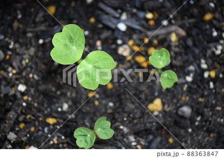 キンレンカ（金蓮花）の芽生え 88363847