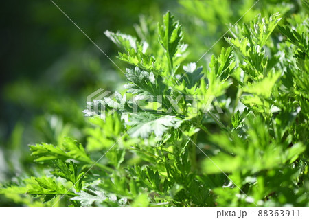 春のヨモギ(蓬) 春のヨモギ(蓬) 88363911