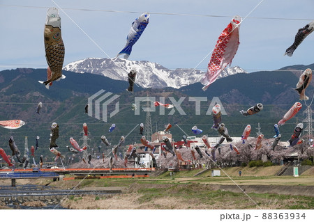 岐阜・残雪の伊吹山を背景に桜咲く相川と鯉のぼり 88363934