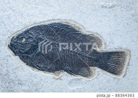 Fossil fish of Priskakar. Priskakara is an extinct genus of perch from the Middle Eocene. Fossilized fish skeleton Fossil fish of Priskakar. Priskakara is an extinct genus of perch from the Middle Eocene. Fossilized fish skeleton 88364363