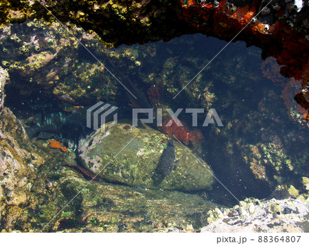 日差しの射す磯場のタイドプール(潮だまり)で身を寄せ合うようにして隠れる魚たち。 日差しの射す磯場のタイドプール(潮だまり)で身を寄せ合うようにして隠れる魚たち。 88364807