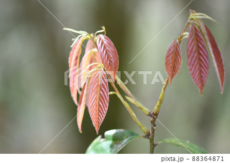 ブナ科常緑広葉樹・アラカシ(粗樫)の若葉 ブナ科常緑広葉樹・アラカシ(粗樫)の若葉 88364871