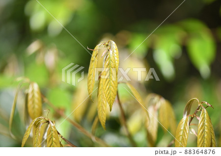 ブナ科常緑広葉樹・アラカシ（粗樫）の若葉 88364876