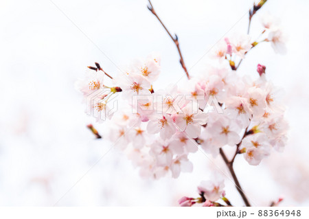 ピンクの桜のクローズアップ ピンクの桜のクローズアップ 88364948
